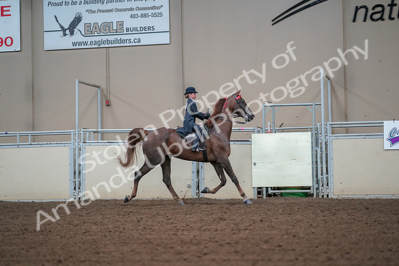 2019 Morgan Horse Show - Aug 30, 2019 - 17971