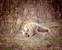 NA Wild Animals - 038