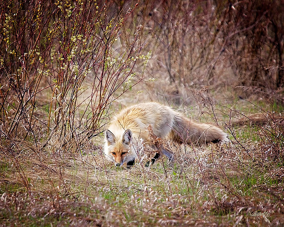 NA Wild Animals - 038