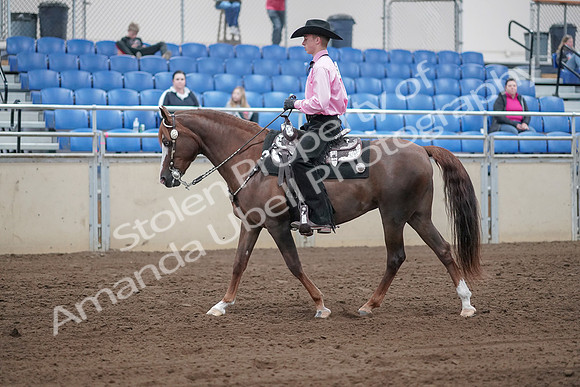 2019 Morgan Horse Show - Sept 01, 2019 - 06822