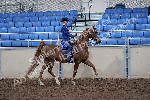 2020 - AB Morgan Horse - Fri, Sept 04 - 05246