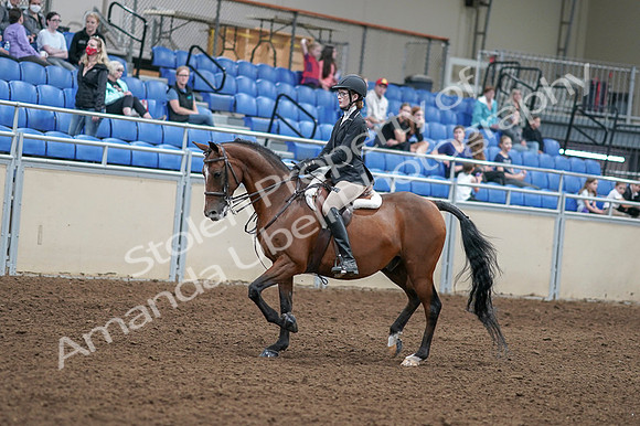 2020 - AB Morgan Horse - Fri, Sept 04 - 05859