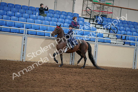 2020 - AB Morgan Horse - Fri, Sept 04 - 03639