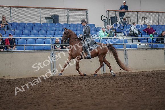 2019 Morgan Horse Show - Aug 30, 2019 - 15447