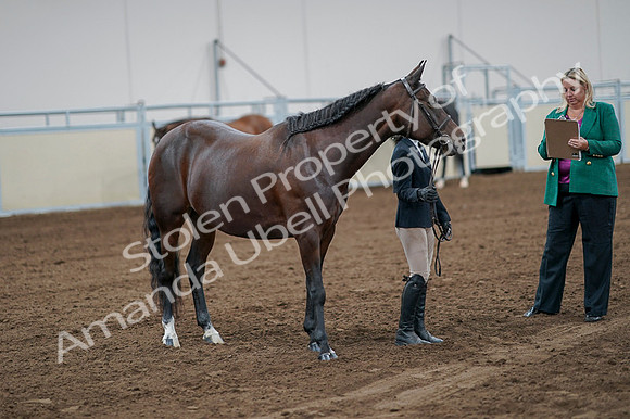 2020 - AB Morgan Horse - Fri, Sept 04 - 00800