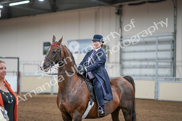 2020 - AB Morgan Horse - Fri, Sept 04 - 08135
