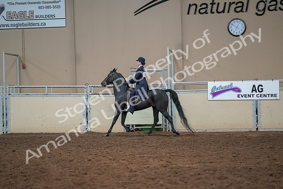 2019 Morgan Horse Show - Aug 30, 2019 - 12244