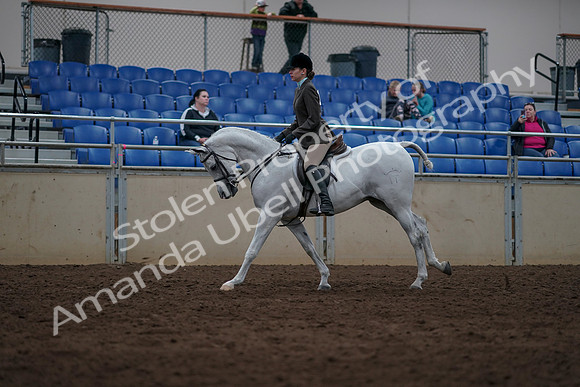 2019 Morgan Horse Show - Sept 01, 2019 - 08708