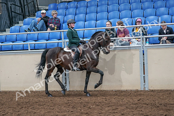 2020 - AB Morgan Horse - Sat, Sept 05 - 05153