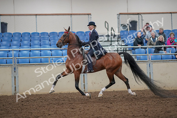 2019 Morgan Horse Show - Aug 30, 2019 - 25040