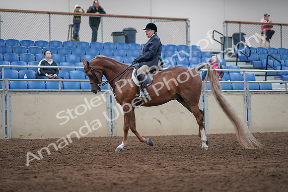2019 Morgan Horse Show - Sept 01, 2019 - 08733