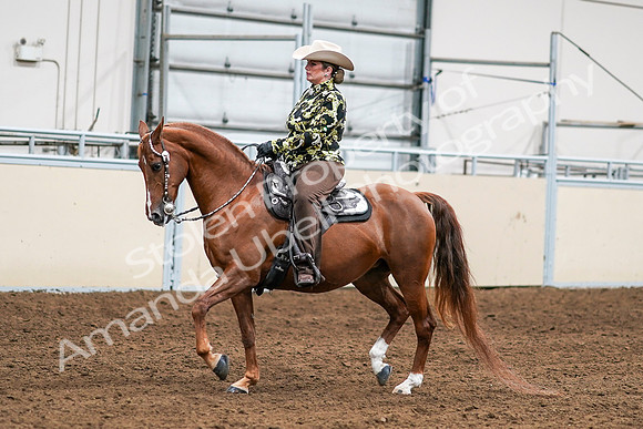 2020 - AB Morgan Horse - Sat, Sept 05 - 08985