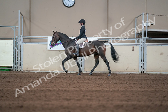 2019 Morgan Horse Show - Sept 01, 2019 - 03683