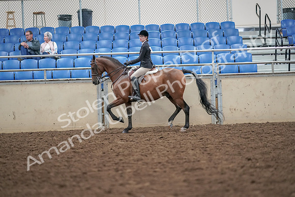 2019 Morgan Horse Show - Aug 30, 2019 - 20165
