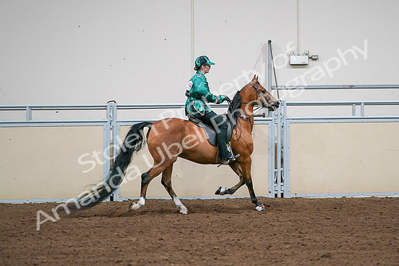 2020 - AB Morgan Horse - Fri, Sept 04 - 08697