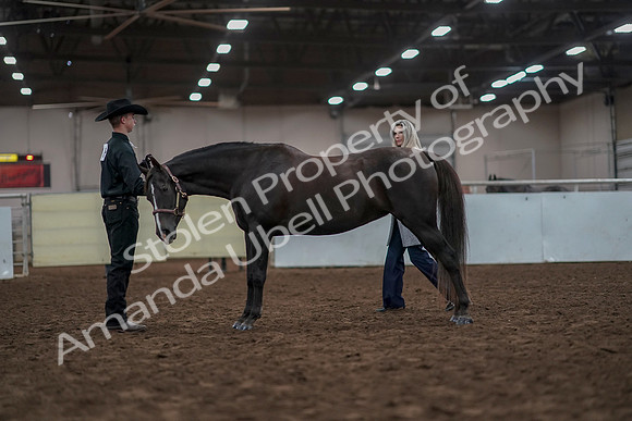 2019 Morgan Horse Show - Aug 31, 2019 - 02041