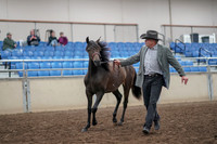2019 Morgan Horse Show - Aug 31, 2019 - 03381