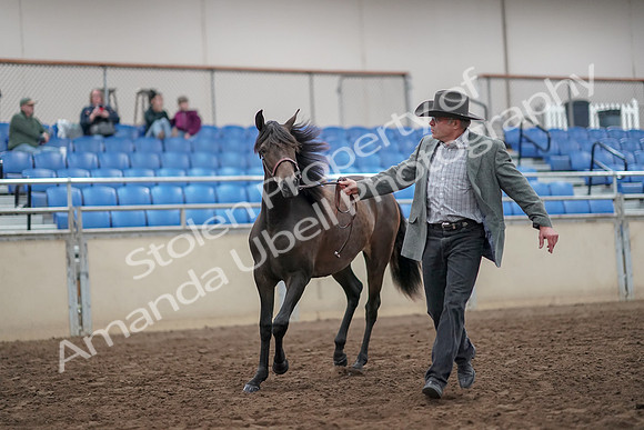 2019 Morgan Horse Show - Aug 31, 2019 - 03381