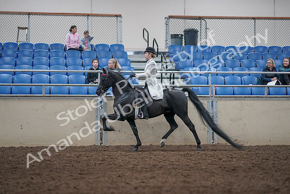2019 Morgan Horse Show - Aug 31, 2019 - 09436