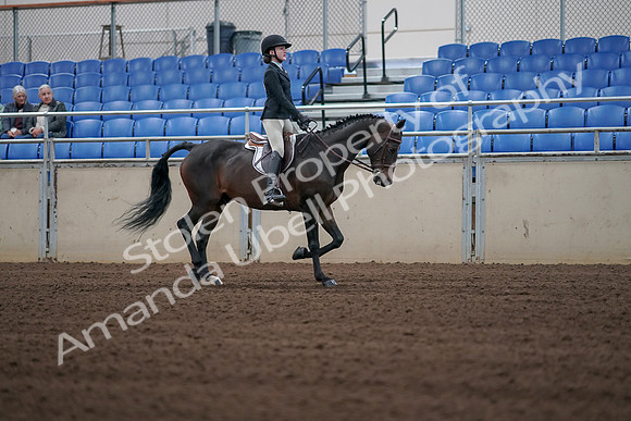 2019 Morgan Horse Show - Sept 01, 2019 - 03934