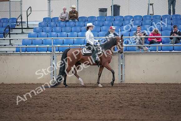 2019 Morgan Horse Show - Sept 01, 2019 - 07131