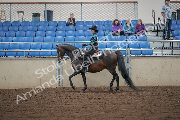 2019 Morgan Horse Show - Aug 30, 2019 - 25890
