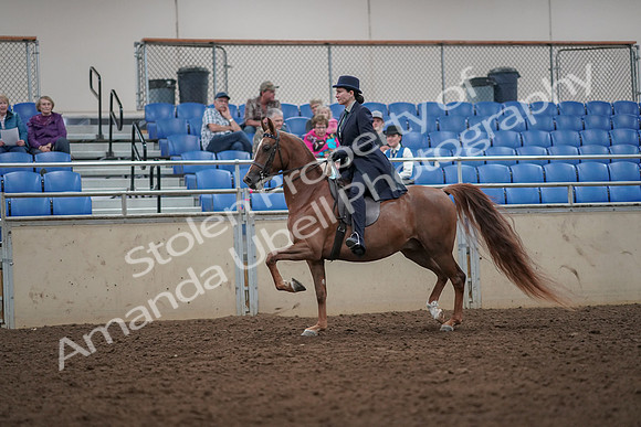 2019 Morgan Horse Show - Aug 30, 2019 - 26766