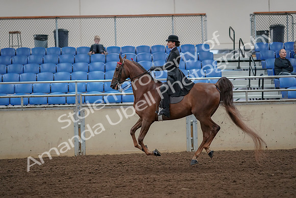 2019 Morgan Horse Show - Aug 30, 2019 - 25206