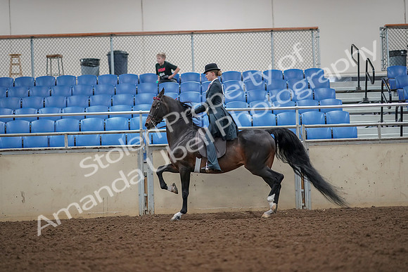 2019 Morgan Horse Show - Aug 30, 2019 - 25113