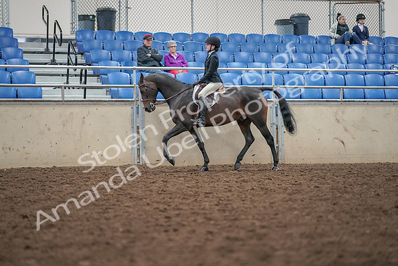 2019 Morgan Horse Show - Aug 30, 2019 - 20304