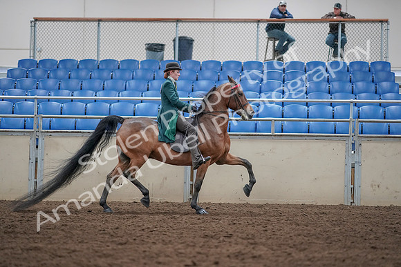 2019 Morgan Horse Show - Sept 01, 2019 - 13364