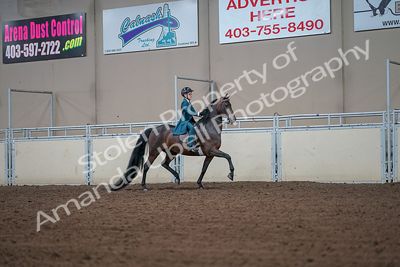 2019 Morgan Horse Show - Aug 30, 2019 - 17996