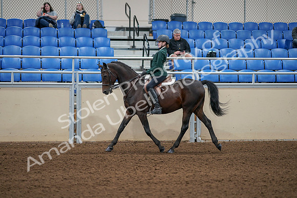 2020 - AB Morgan Horse - Fri, Sept 04 - 03949