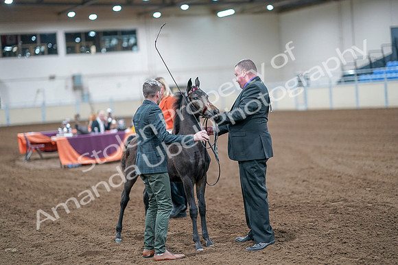 2020 - AB Morgan Horse - Fri, Sept 04 - 06202