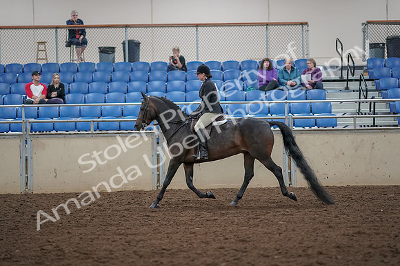 2019 Morgan Horse Show - Aug 30, 2019 - 27199
