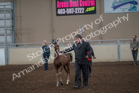 2019 Morgan Horse Show - Aug 31, 2019 - 00389