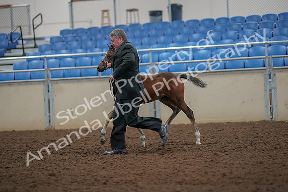 2019 Morgan Horse Show - Aug 30, 2019 - 24669