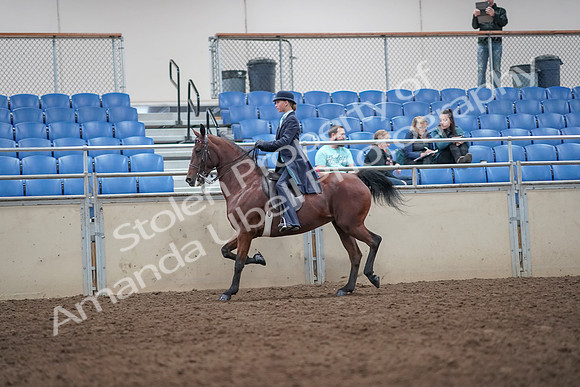 2019 Morgan Horse Show - Aug 31, 2019 - 08712