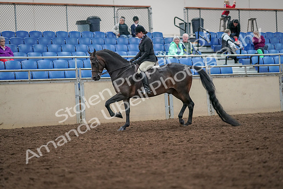 2019 Morgan Horse Show - Aug 30, 2019 - 19859