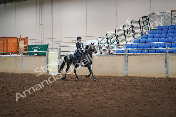 2019 Morgan Horse Show - Aug 30, 2019 - 12362