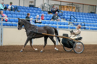 2020 - AB Morgan Horse - Sat, Sept 05 - 05842