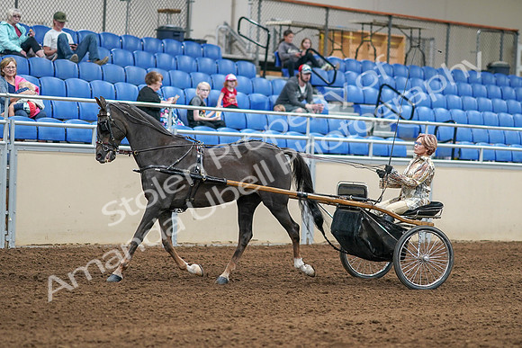 2020 - AB Morgan Horse - Sat, Sept 05 - 05842