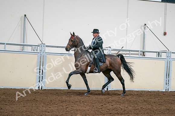2020 - AB Morgan Horse - Sat, Sept 05 - 08012