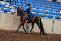 2020 - AB Morgan Horse - Fri, Sept 04 - 03635