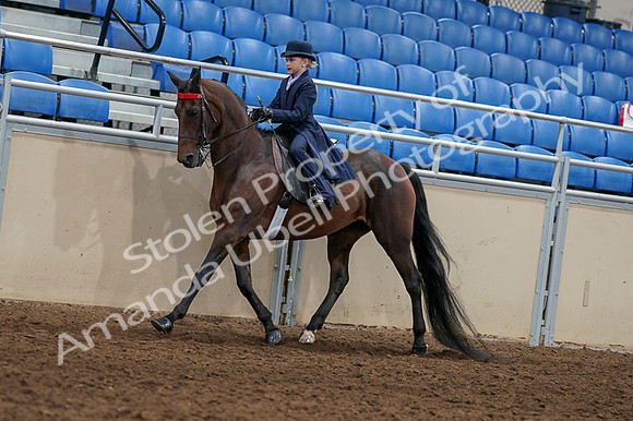 2020 - AB Morgan Horse - Fri, Sept 04 - 03635