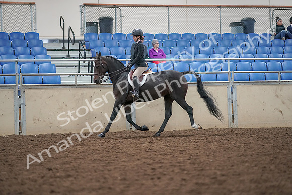 2019 Morgan Horse Show - Aug 30, 2019 - 20097