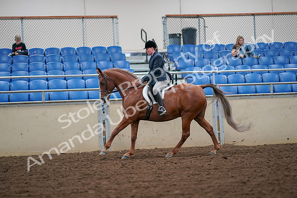2019 Morgan Horse Show - Aug 30, 2019 - 16413