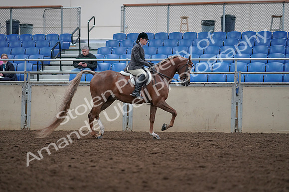 2019 Morgan Horse Show - Aug 31, 2019 - 16165