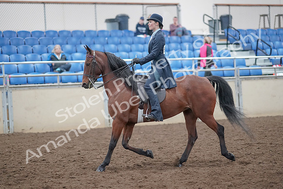 2019 Morgan Horse Show - Aug 31, 2019 - 18018