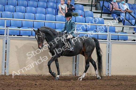 2020 - AB Morgan Horse - Fri, Sept 04 - 07730